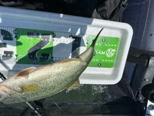 ラージマウスバスの釣果