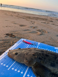 マゴチの釣果
