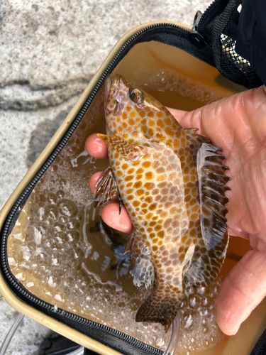 オオモンハタの釣果