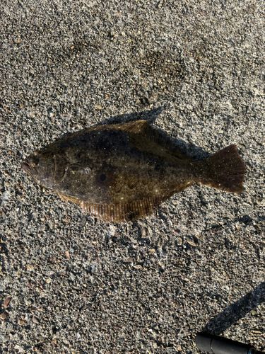 ヒラメの釣果