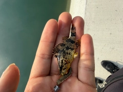 タケノコメバルの釣果