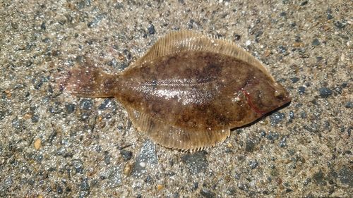 カレイの釣果