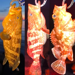 キジハタの釣果