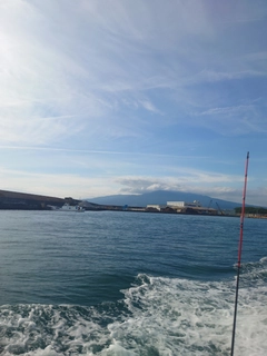マルイカの釣果