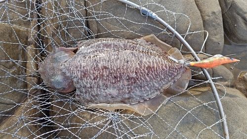 釣果