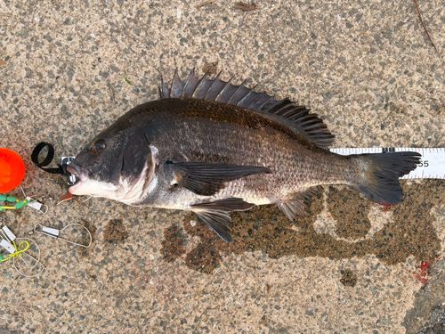 チヌの釣果