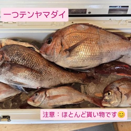 マダイの釣果