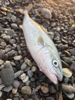 ワカシの釣果