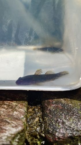 ヨシノボリの釣果