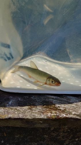 マルタウグイの釣果