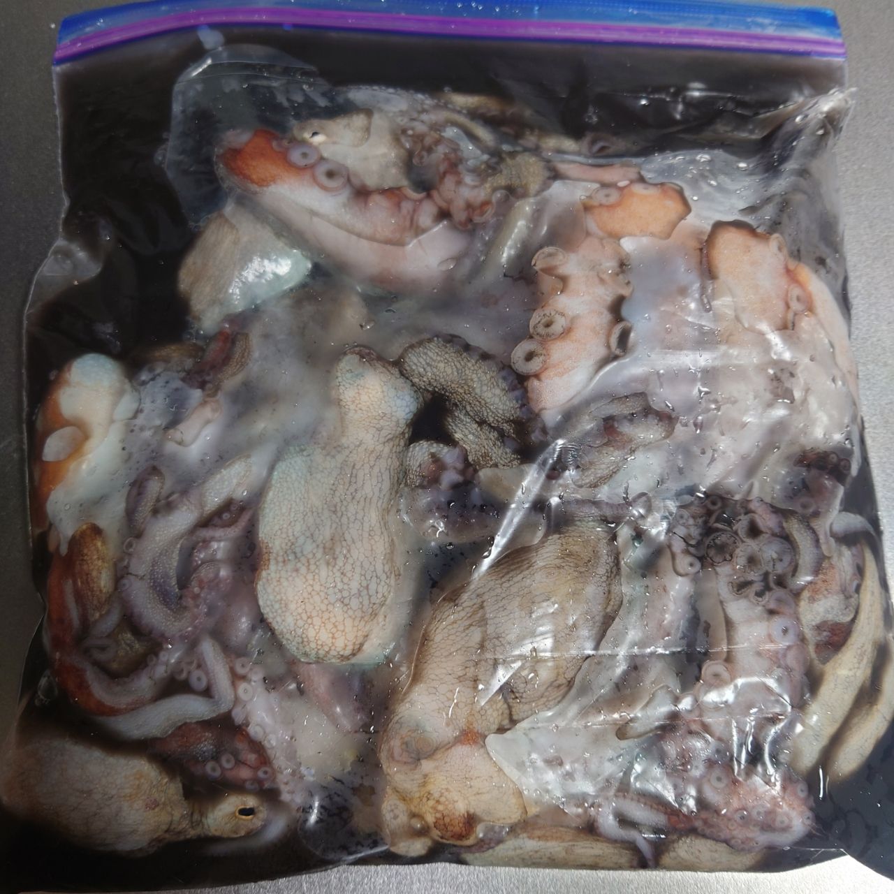 マダコの釣果写真