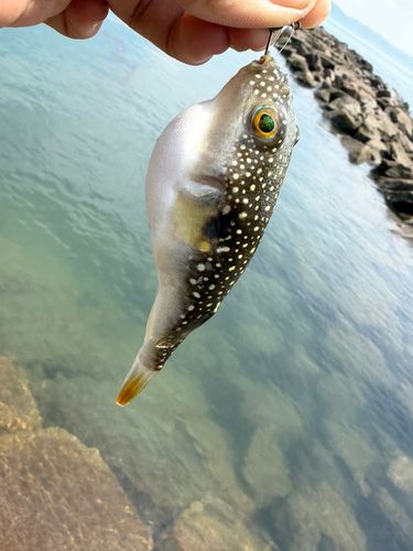 クサフグの釣果