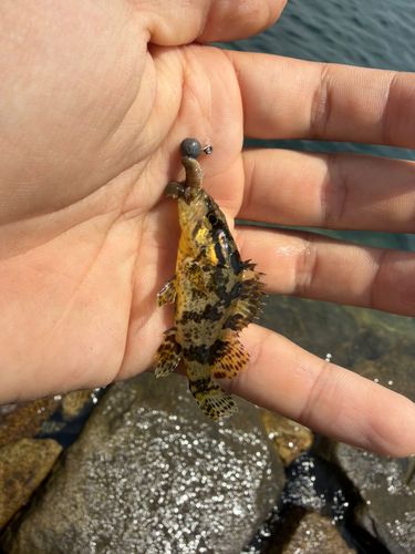 タケノコメバルの釣果