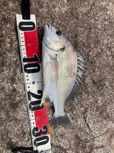 キビレの釣果