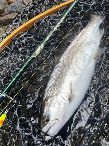 サクラマスの釣果