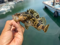 タケノコメバルの釣果