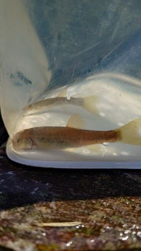 タカハヤの釣果