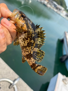 タケノコメバルの釣果