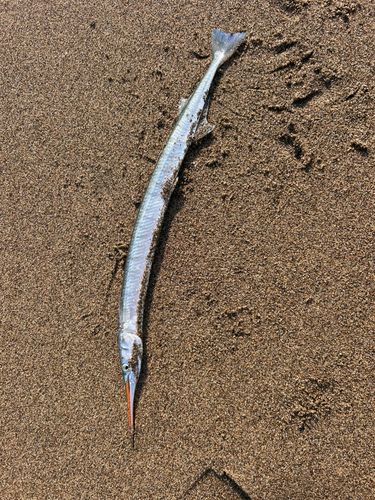 ダツの釣果