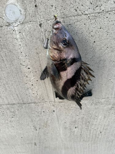 コショウダイの釣果
