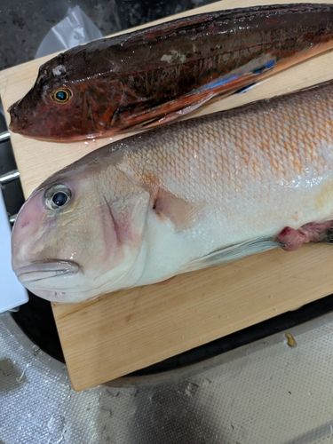 シロアマダイの釣果
