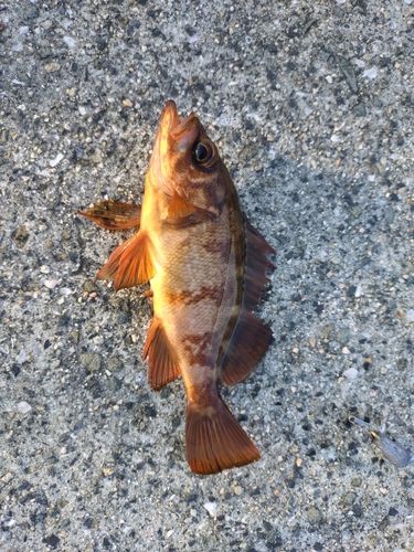 メバルの釣果