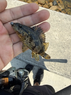 タケノコメバルの釣果