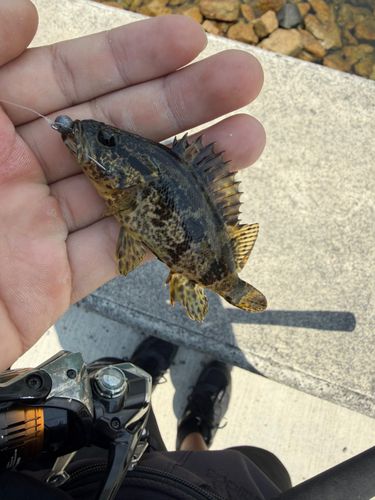 タケノコメバルの釣果