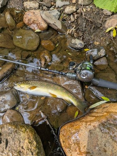 ブラウントラウトの釣果