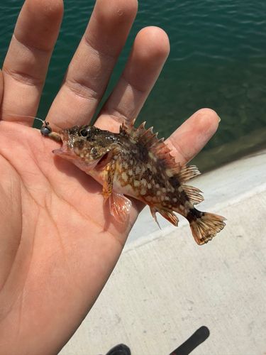 カサゴの釣果