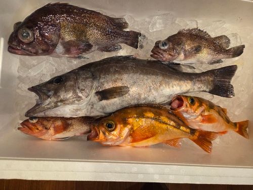 アラの釣果