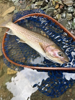イワナの釣果
