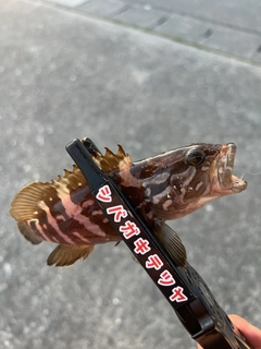 クエの釣果