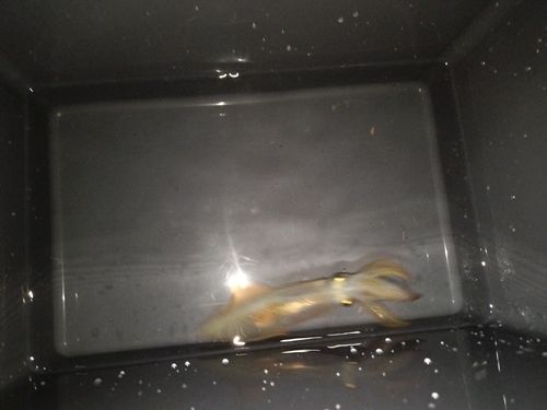 イカの釣果