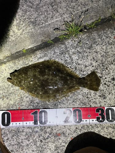 ソゲの釣果