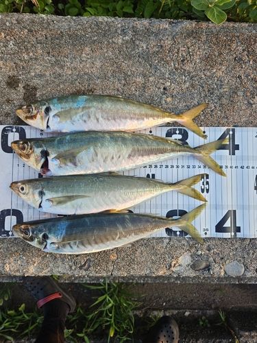 アジの釣果