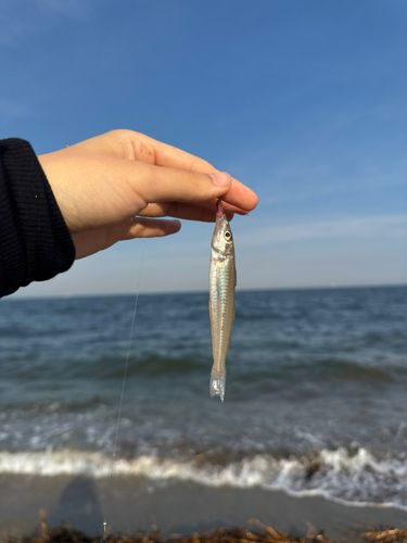 キスの釣果