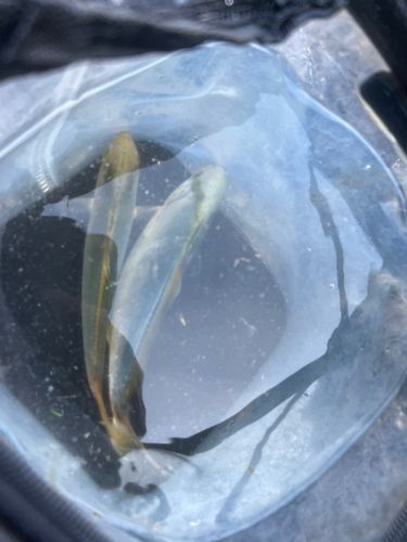 ショゴの釣果
