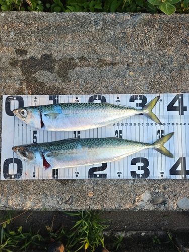 サバの釣果