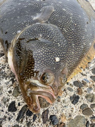 マツカワの釣果