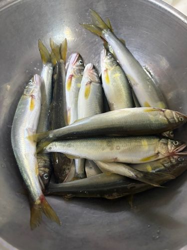 アユの釣果