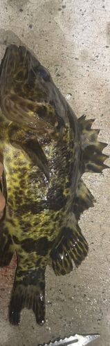 タケノコメバルの釣果