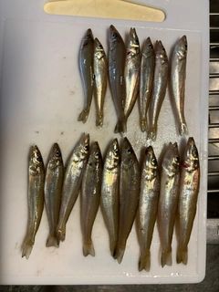 キスの釣果