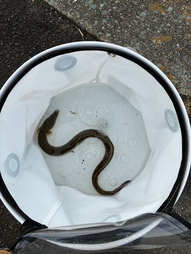 ウナギの釣果