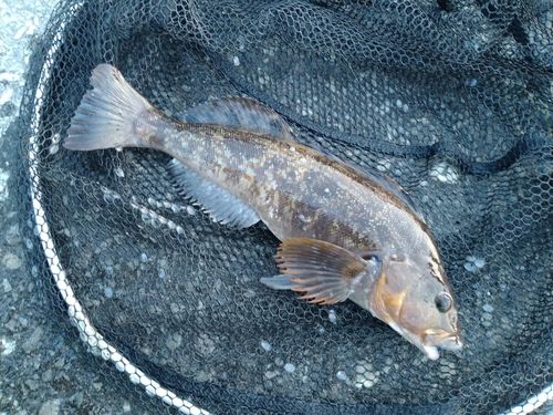 アイナメの釣果