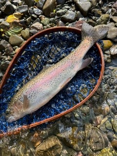 ニジマスの釣果