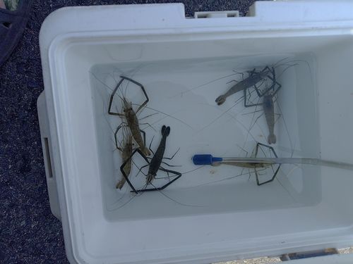 コチの釣果