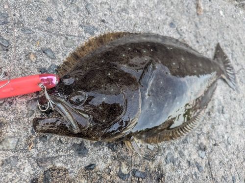 ヒラメの釣果