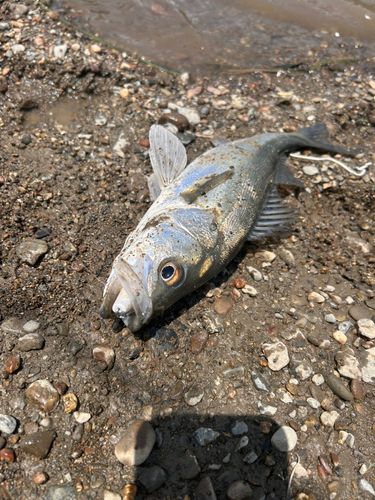 スズキの釣果