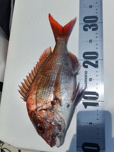 マダイの釣果